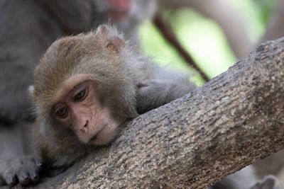 Close-up of monkey sitting on branch