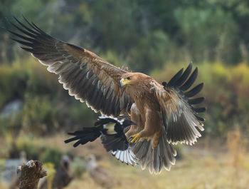 Close-up of bird flying