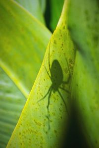 Close-up of yellow leaf