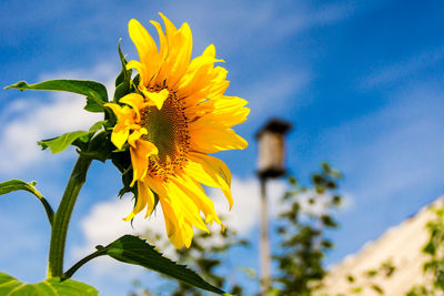 Low angle view of yellow flowering plant against sky