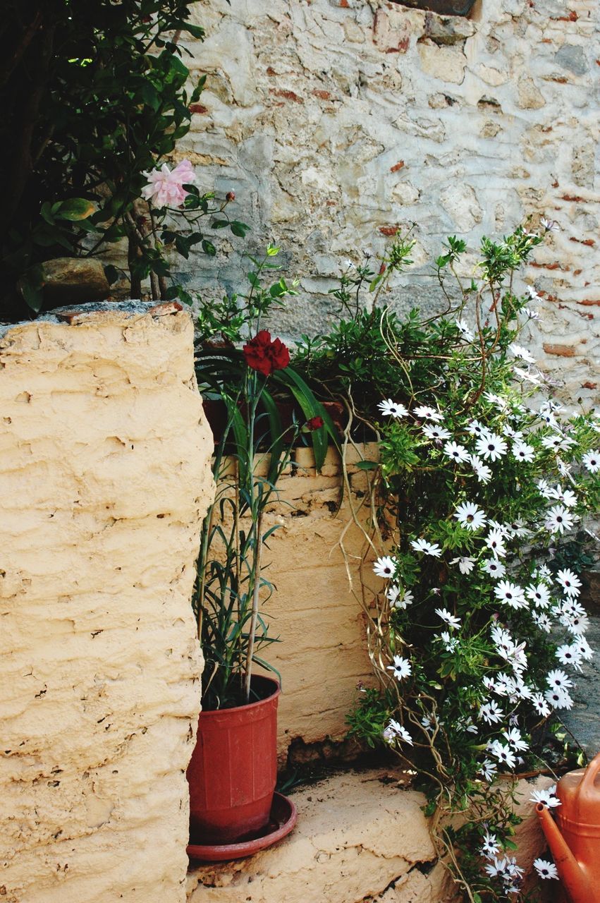 plant, potted plant, growth, architecture, built structure, building exterior, wall - building feature, flower, wall, house, stone wall, nature, day, flower pot, red, growing, sunlight, no people, pot plant, brick wall