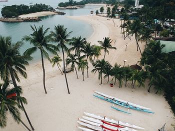 High angle view of palm trees on beach