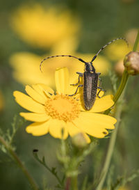 Close-up of bug on yellow flower