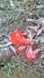 Close-up of red flower on field