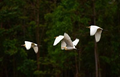 Flock of birds flying