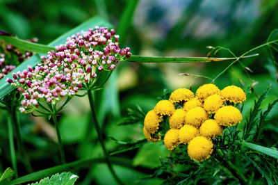 Close-up of yellow flowers blooming outdoors