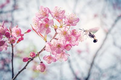 Close-up of bee on pink flower tree