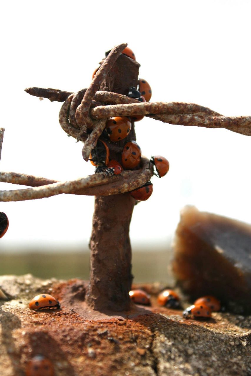 focus on foreground, close-up, metal, clear sky, selective focus, rusty, sky, old, outdoors, sculpture, day, wood - material, weathered, human representation, protection, no people, art and craft, creativity, metallic, statue