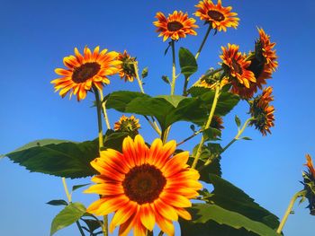 Close-up of sunflower against clear sky