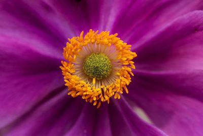 Extreme close-up of pink flower