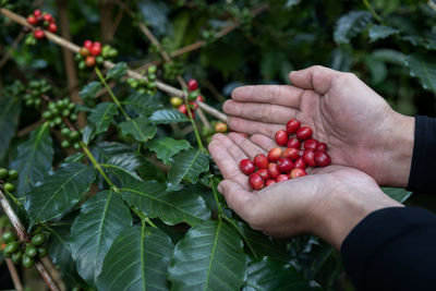 Cropped image of hand holding strawberries