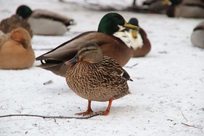Mallard duck on snow covered land