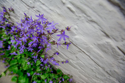 High angle view of purple flowering plant