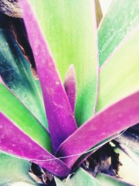 Close-up of leaves