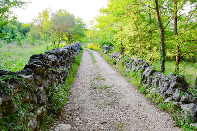 Dirt road amidst trees and plants