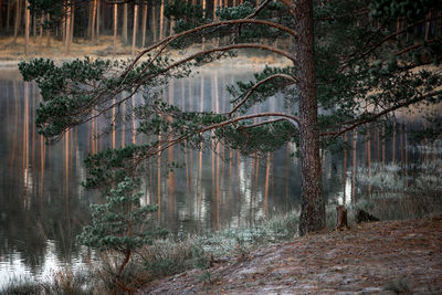 Trees by river in forest during night