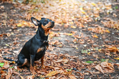 High angle view of a dog looking away