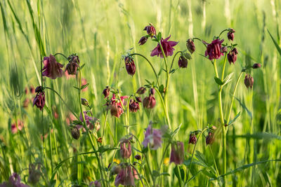 Close-up of flowering plants on field