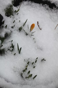 High angle view of birds in winter