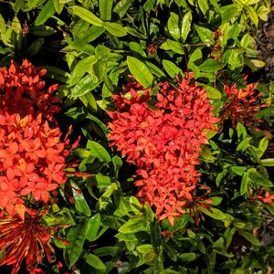 High angle view of red flowering plant