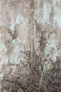 Close-up of plant