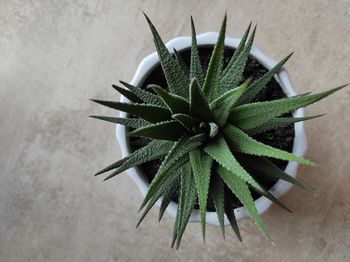 High angle view of succulent plant on floor
