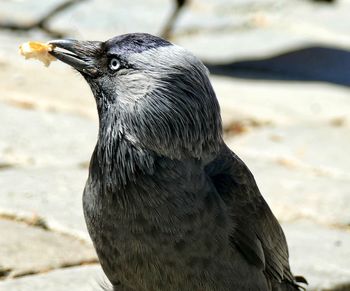 Close-up of a bird looking away