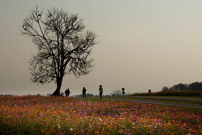 Scenic view of flowering plants on field against clear sky