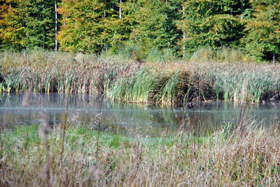 Reflection of trees in water