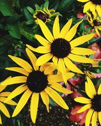 High angle view of black-eyed yellow flower