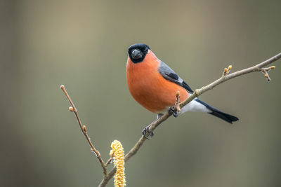 Close-up of bird perching on tree