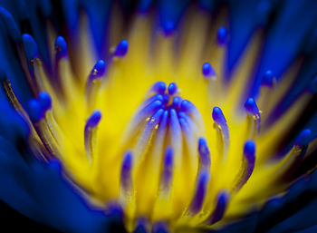 Close-up of yellow flower blooming outdoors