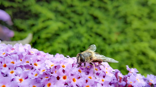 Close-up of bee pollinating flower