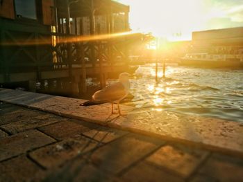 Seagull in a city