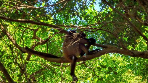 Bird perching on branch