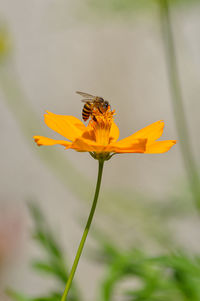 Close-up of bee pollinating on flower