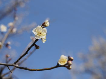 Close-up of flower against sky