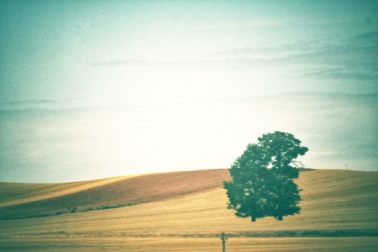 TREE ON FIELD