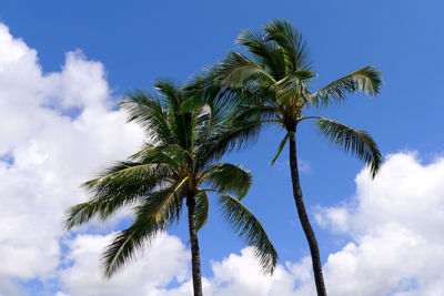 Low angle view of coconut palm tree against blue sky