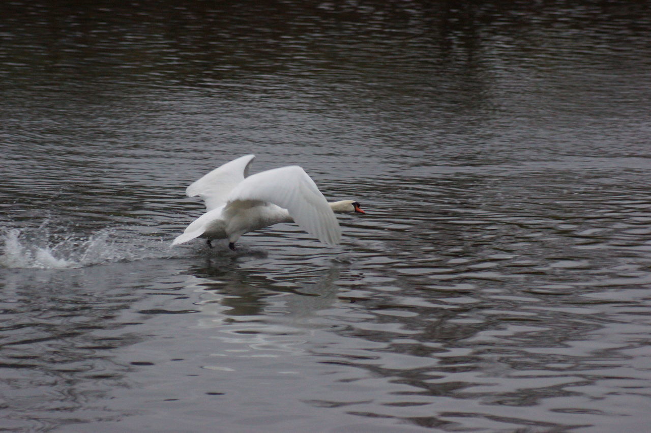 SWAN FLOATING ON LAKE