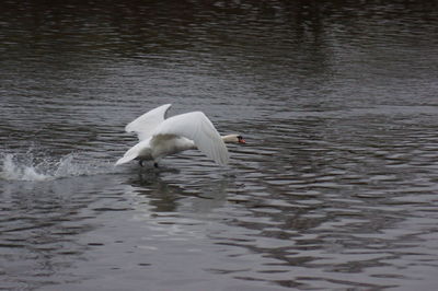 Swan swimming in a lake