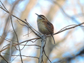 Close-up of bird perching on branch