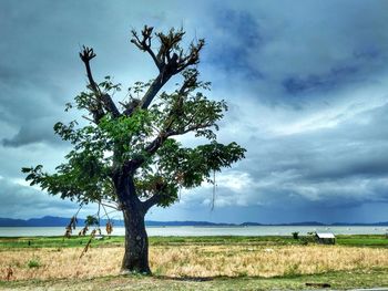Tree on field against sky