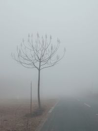 Bare tree on road against clear sky