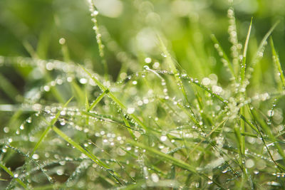 Close-up of wet plant leaves during rainy season