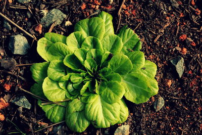 Directly above view of plant growing on field