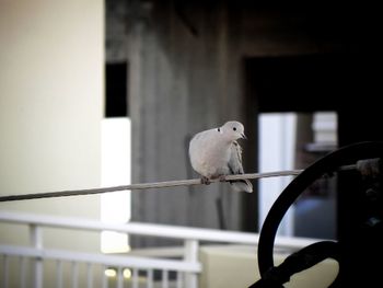 Close-up of a bird perching on railing