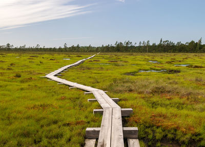 Landscape with a pedestrian wooden footbridge over swamp wetlands with small pines. 