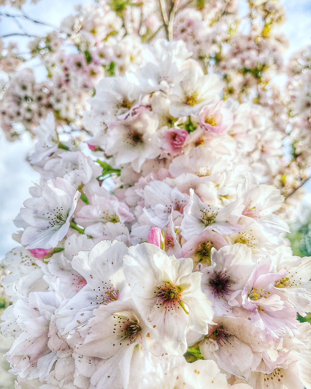 CLOSE-UP OF WHITE CHERRY BLOSSOMS