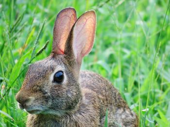 Close-up of rabbit on grassy field